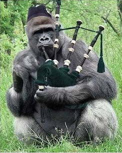 gorilla bag piper